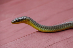 Dendrelaphis punctulatus