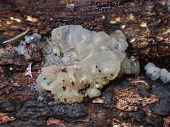 Tremella globispora