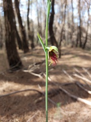 Calochilus paludosus