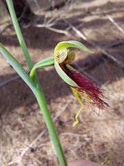 Calochilus paludosus