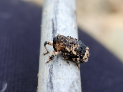 Cryptorhynchus lapathi