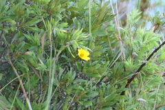 Bidens trichosperma