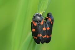 Cercopis intermedia