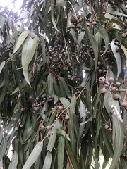 Corymbia