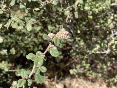 Pomaderris eriocephala