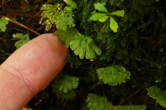 Hymenophyton flabellatum