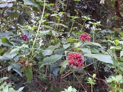 Clerodendrum canescens