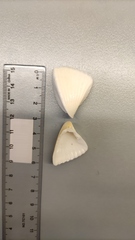 Cardiidae