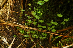 Hymenophyton flabellatum