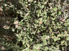 Pomaderris eriocephala