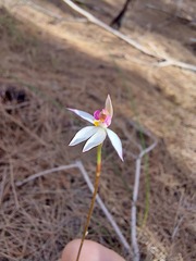Caladenia alata