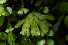 Hymenophyton flabellatum