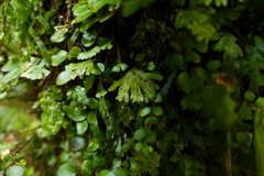 Hymenophyton flabellatum