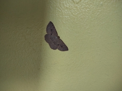 Epicyme rubropunctaria