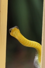 Dendrelaphis punctulatus