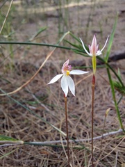 Caladenia alata