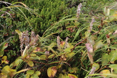 Salix arctica