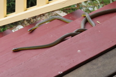 Dendrelaphis punctulatus