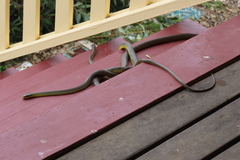 Dendrelaphis punctulatus