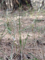 Caladenia alata