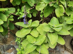 Coleus barbatus