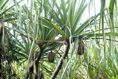 Pandanus