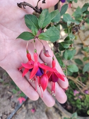 Fuchsia magellanica