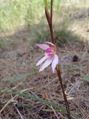 Caladenia alata