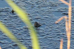 Trachemys scripta scripta