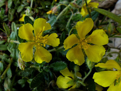 Helianthemum
