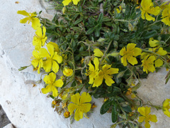 Helianthemum