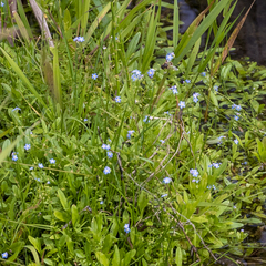 Myosotis laxa