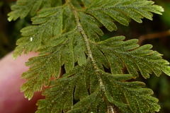 Hymenophyllum frankliniae