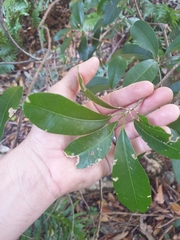 Acronychia oblongifolia