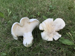 Lactifluus piperatus