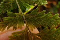 Hymenophyllum frankliniae