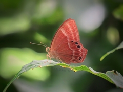 Abisara bifasciata