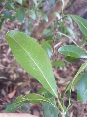 Acronychia oblongifolia