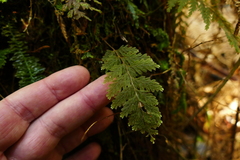 Hymenophyllum frankliniae