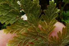 Hymenophyllum frankliniae