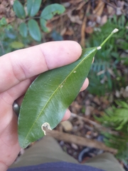 Acronychia oblongifolia