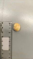 Naticarius orientalis