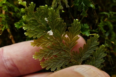Hymenophyllum frankliniae