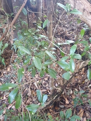 Acronychia oblongifolia