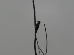 Colaptes auratus luteus