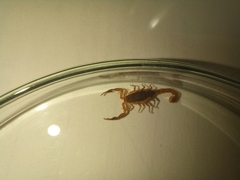 Pseudolychas ochraceus
