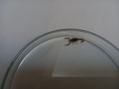Pseudolychas ochraceus