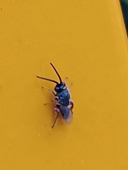 Brachymeria podagrica