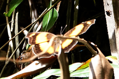 Yoma sabina