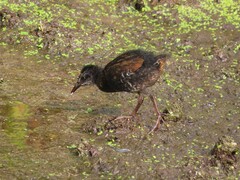Rallus limicola
